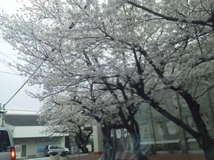 桜