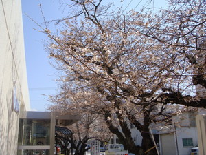 桜