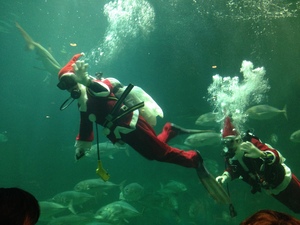 サンタin水族館