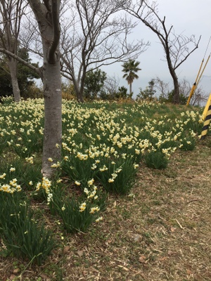 すいせんまつり（由良町）