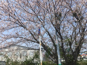 桜