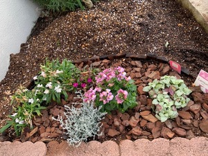 花壇のお花植え替え